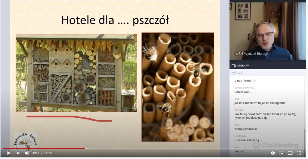 pszczoły